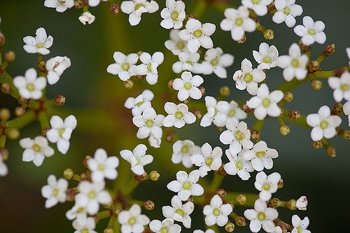 Viburnum davidii