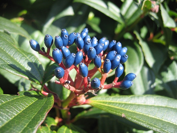 Viburnum davidii
