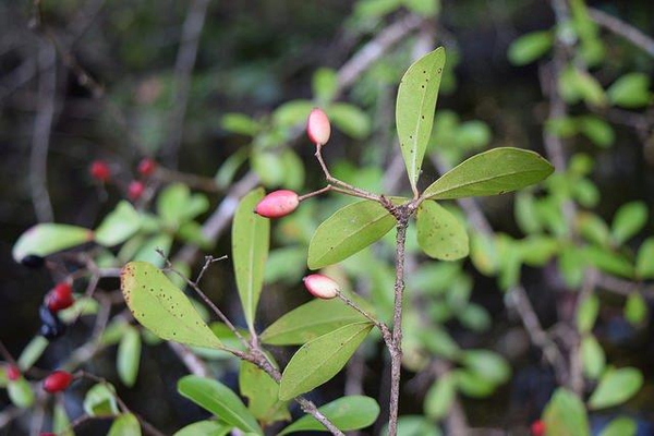 Viburnum obovatum