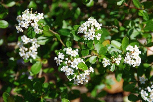 Viburnum obovatum