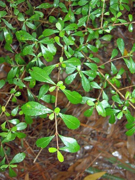Viburnum obovatum