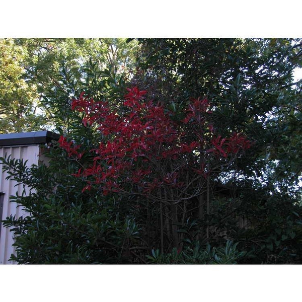 Viburnum odoratissimum var. awabuki