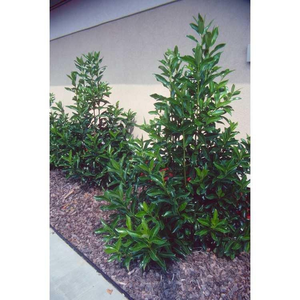 Viburnum odoratissimum