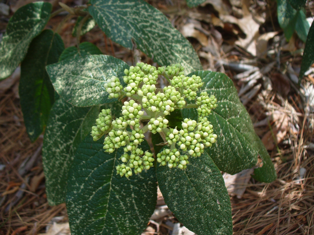 'Allegheny' buds in early spring