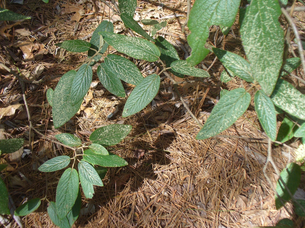 'Allegheny' in spring
