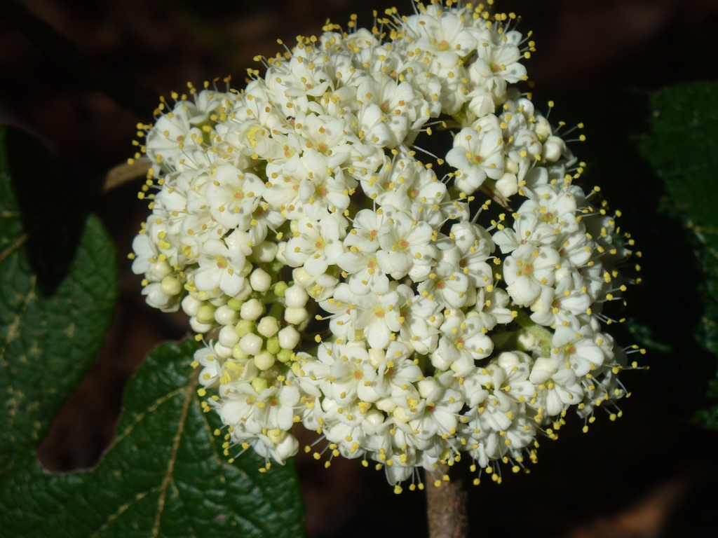 'Allegheny' flowers in early spring