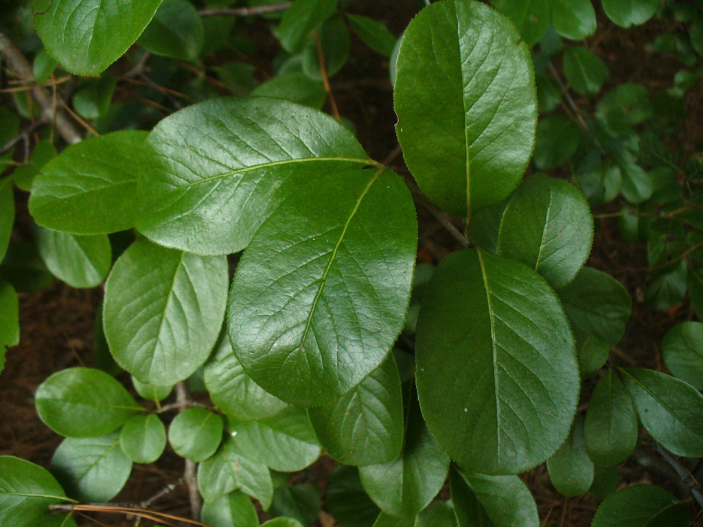 Viburnum rufidulum's leaves in the summer in Moore County
