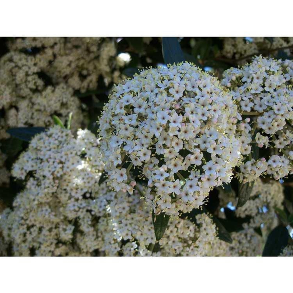 Viburnum x pragense