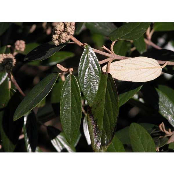 Leaves