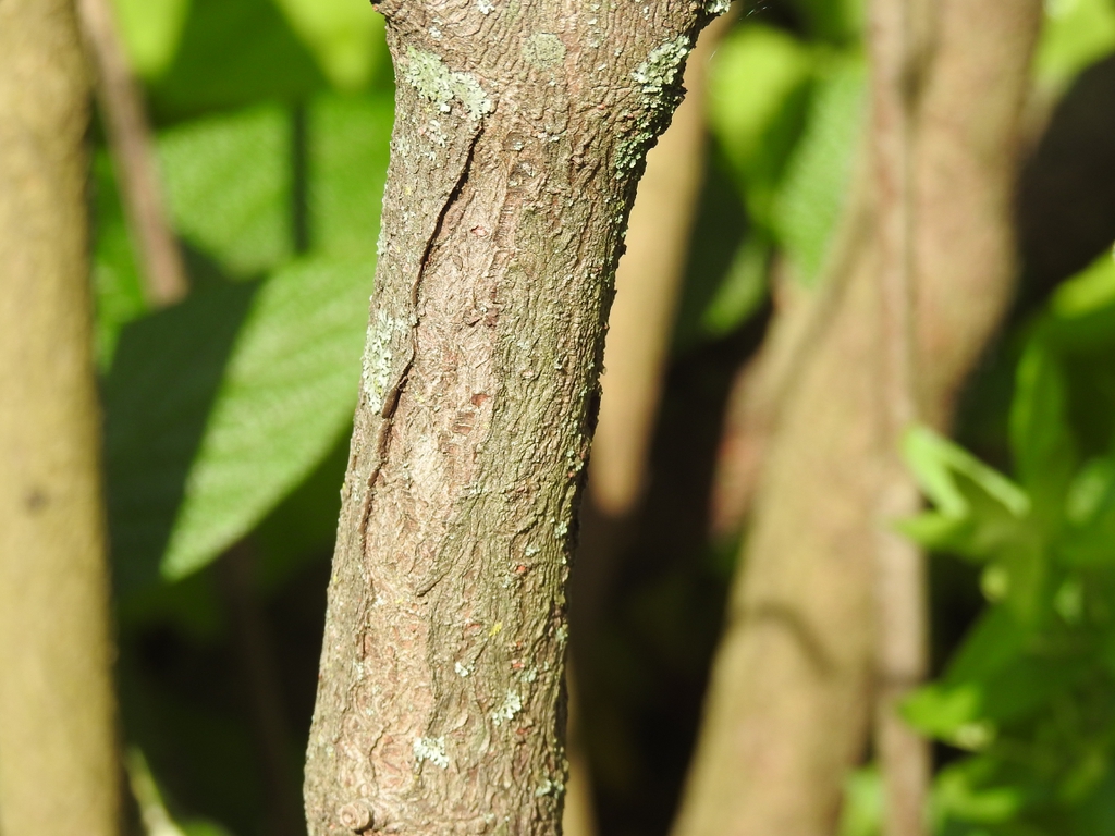 'Interduke' bark