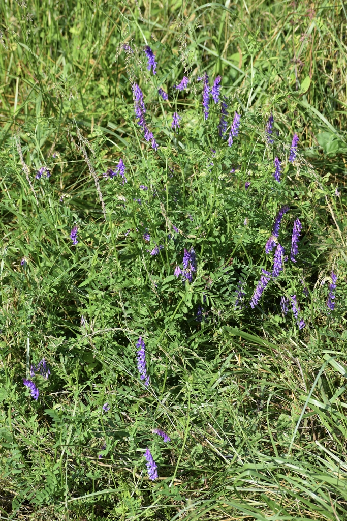 Climbing vine with erect clusters of pink-purple flowers.