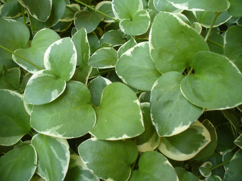 'Variegata' leaves in summer in Moore County