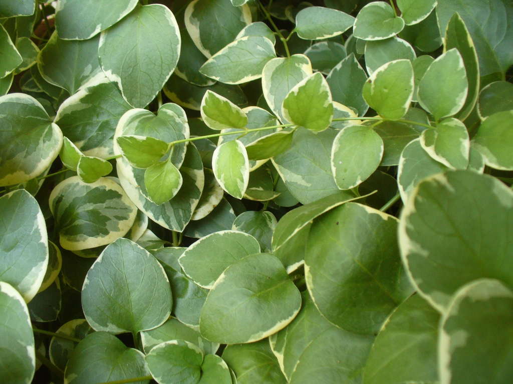 'Variegata' leaves iand stem in Moore County