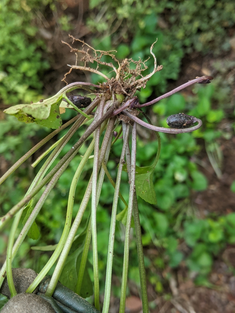 True flowers July 2021