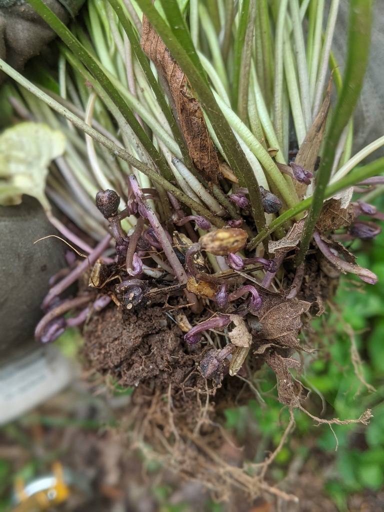 Roots and true flowers July 2021