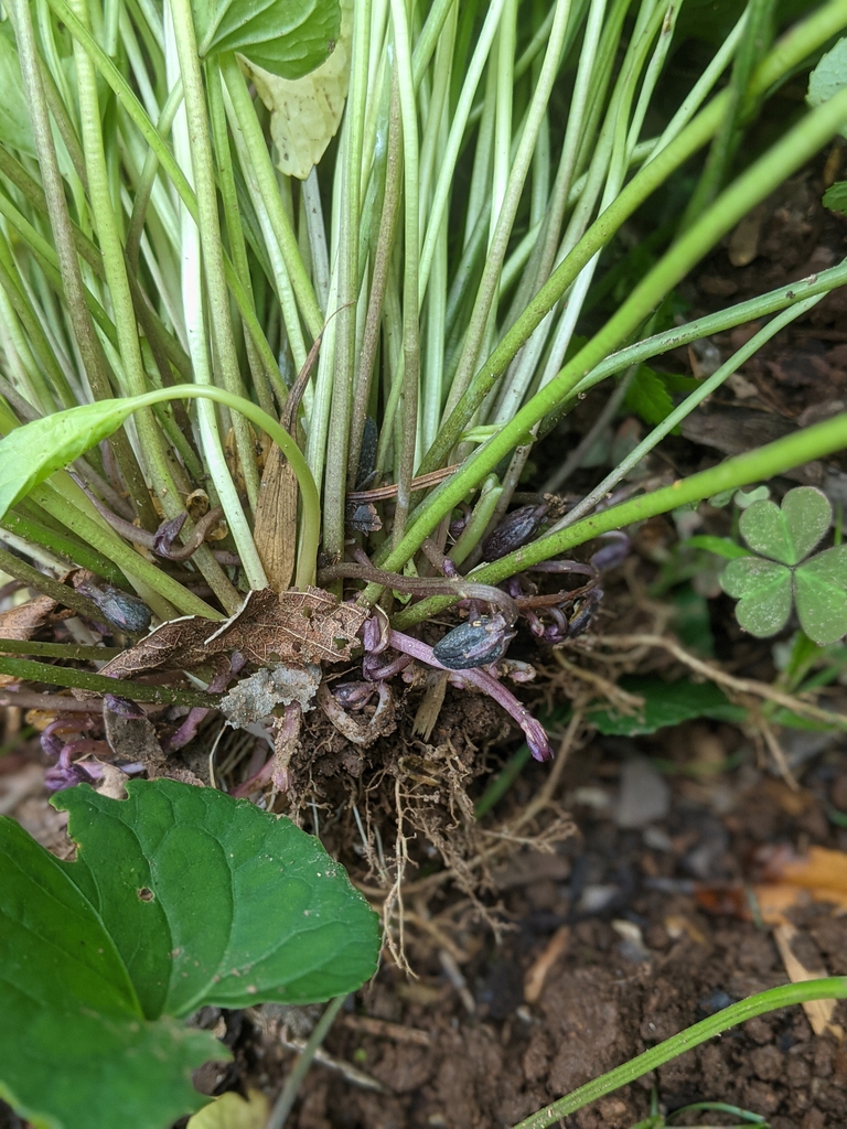 Roots, stems, true flowers, leaf July 2021