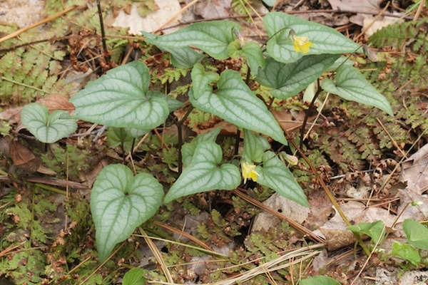 Viola hastata