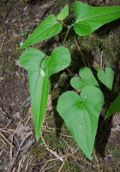 Viola hastata