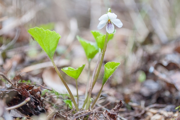 Viola renifolia