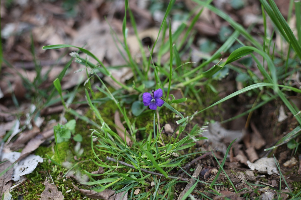 Viola sororia