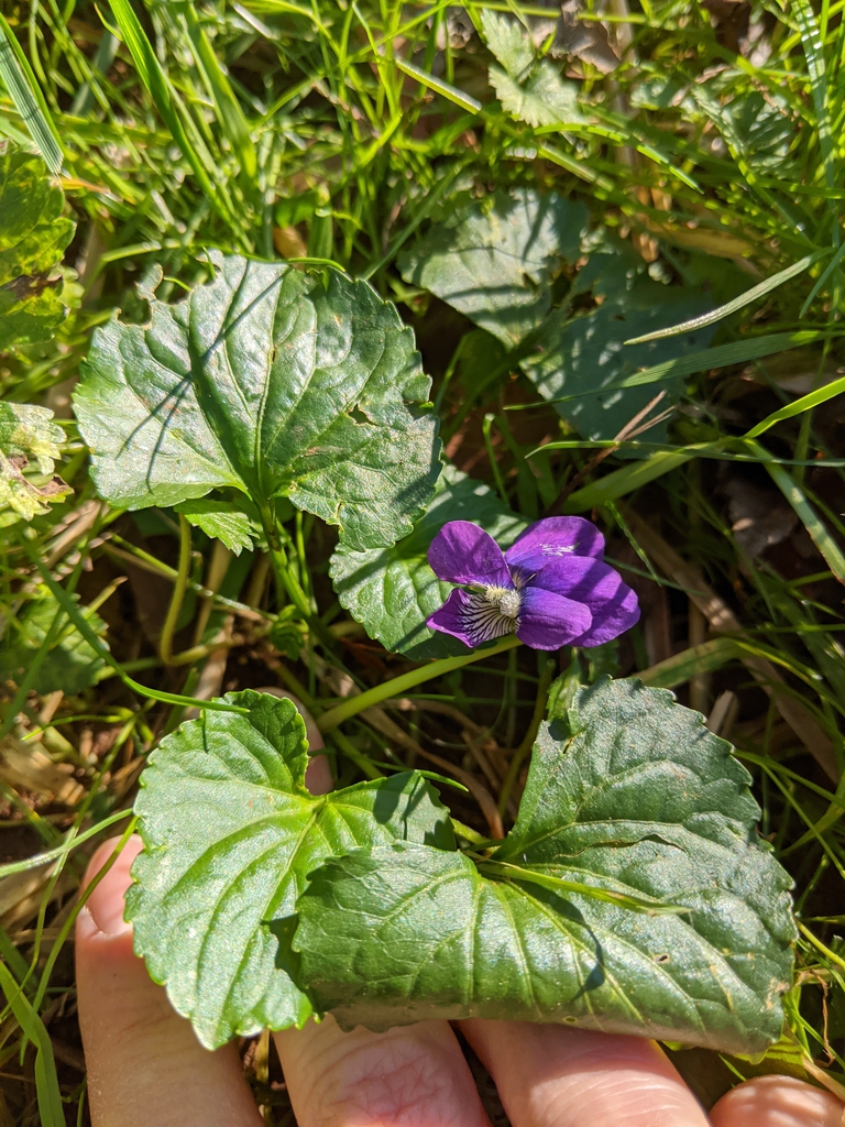 Viola sororia