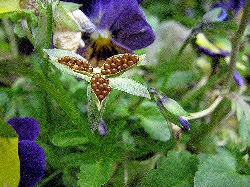 Viola spp.