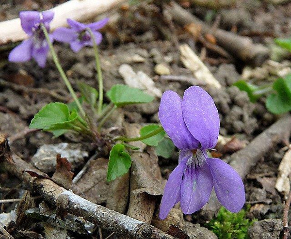 Viola spp.