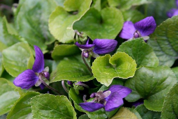 Viola spp.
