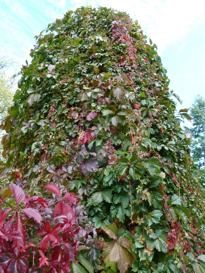 Parthenocissus quinquefolia