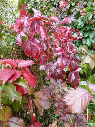 Parthenocissus quinquefolia