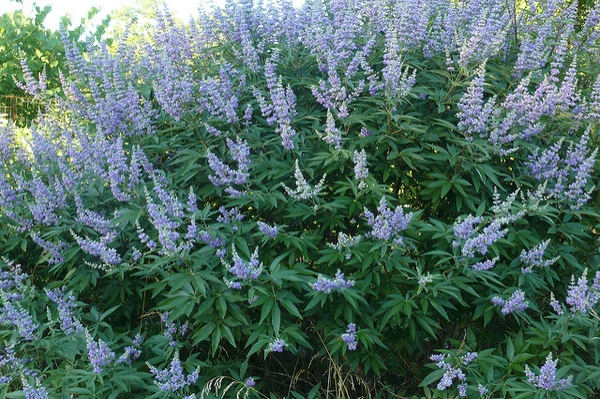 Shrub with terminal panicles of small purple flowers.