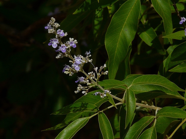 Vitex negundo
