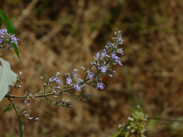 Vitex negundo