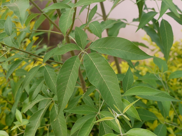 Vitex negundo