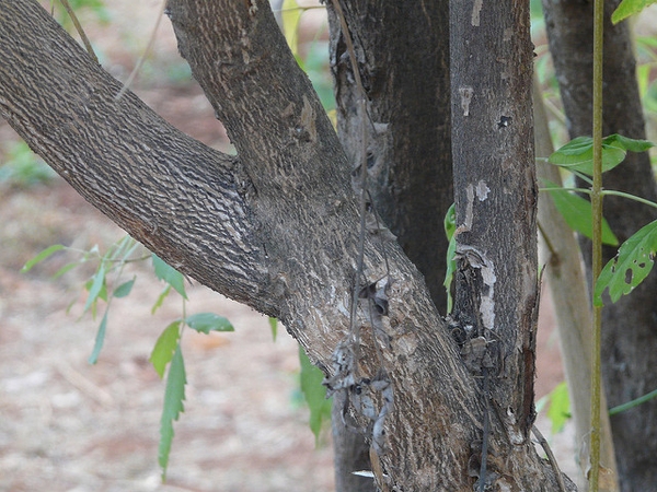 Vitex negundo