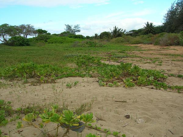 Habitat