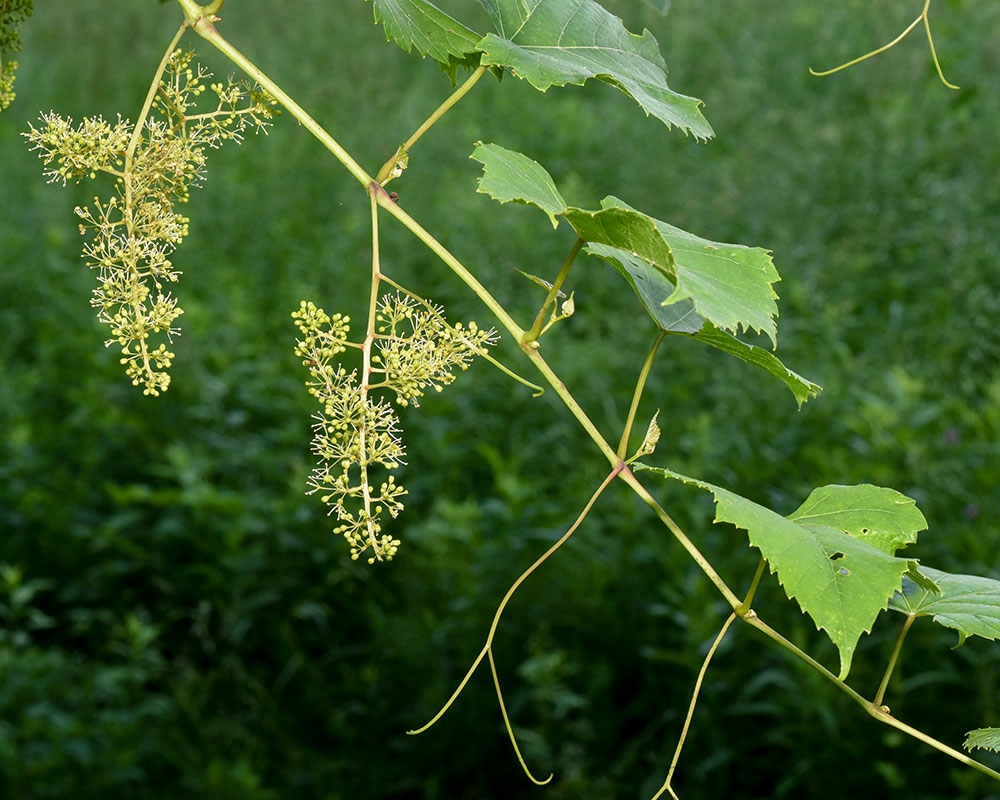 Vitis vulpina