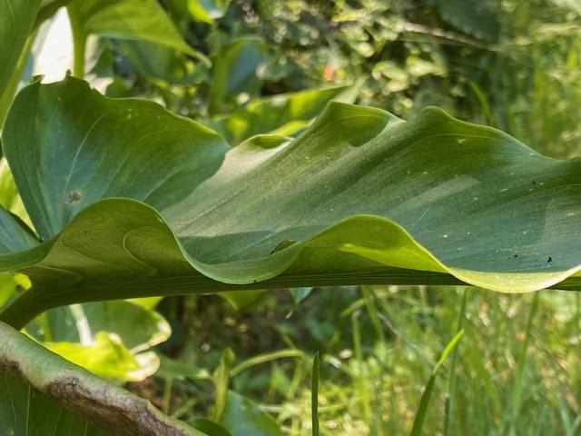 Wavy leaf margins.