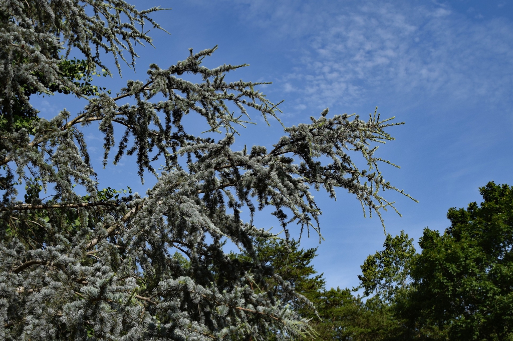 Form