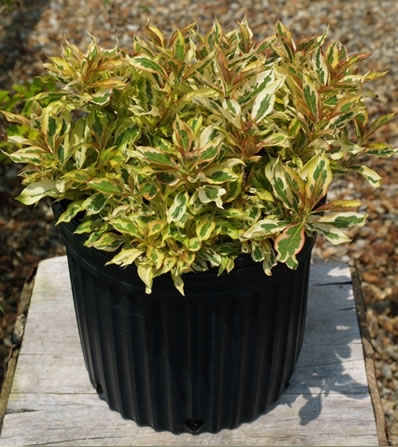 Weigela florida 'Sunset' PP23,212