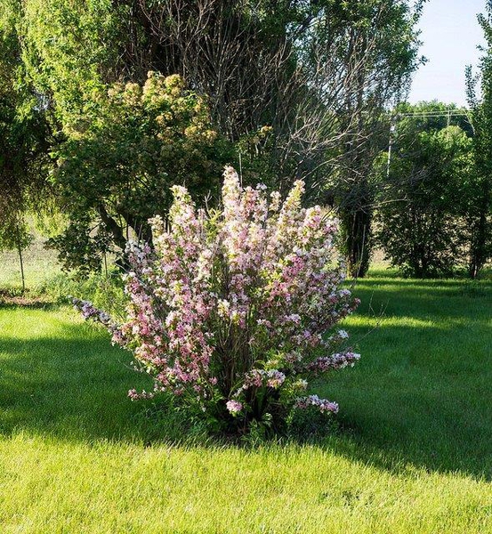 Wisteria floribunda 'Variegata' Form