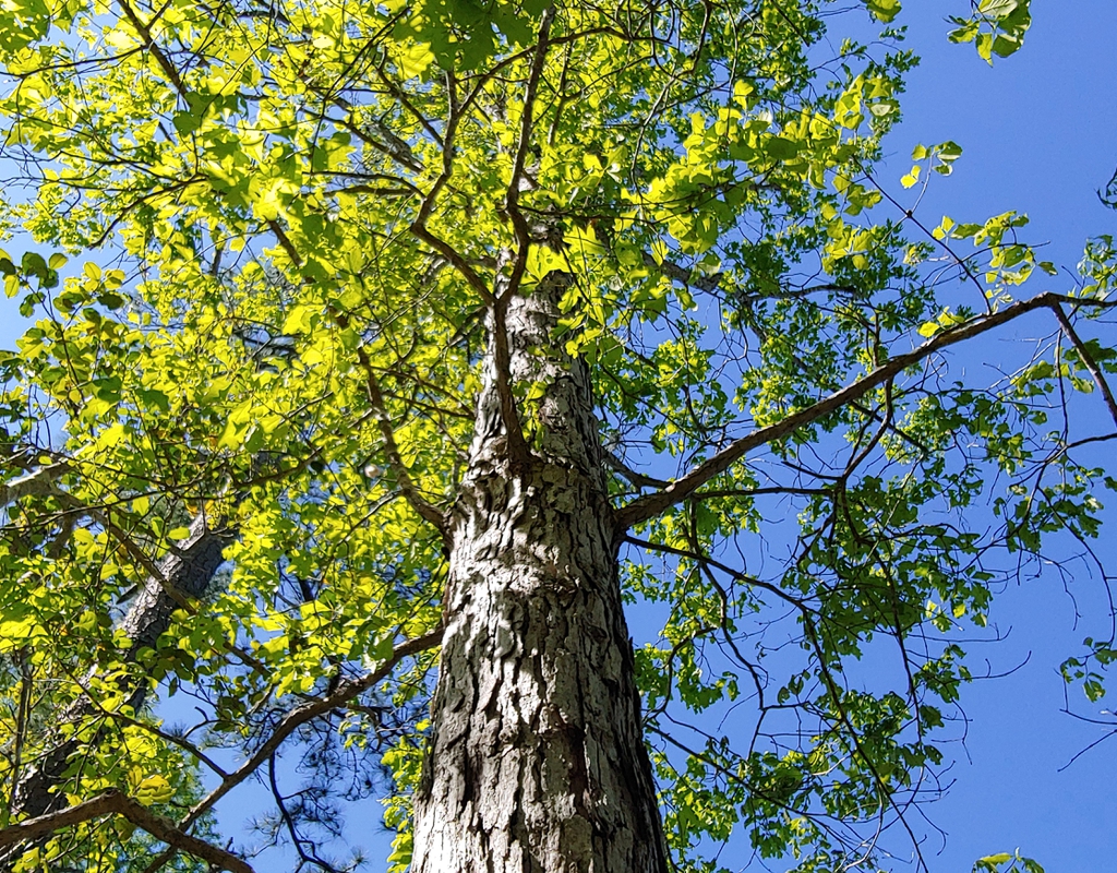 white oak in spring brunswick nature park skdavidson