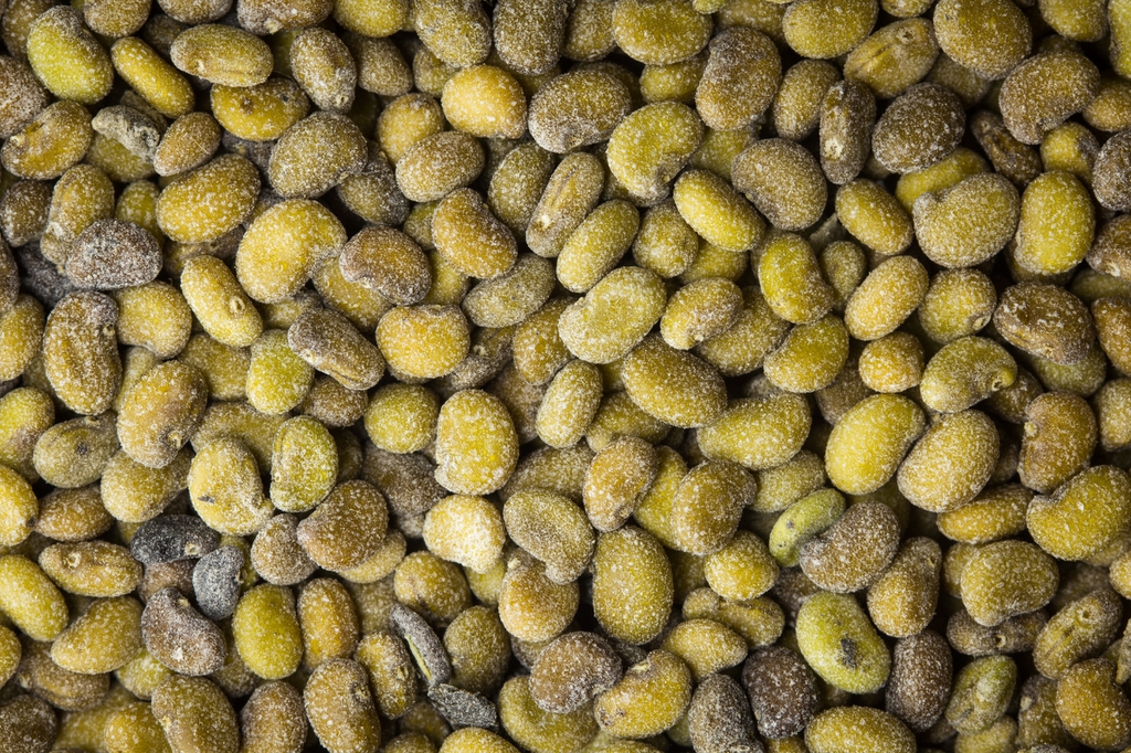 White wild indigo seed