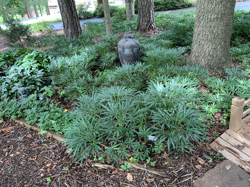 Used in the landscape