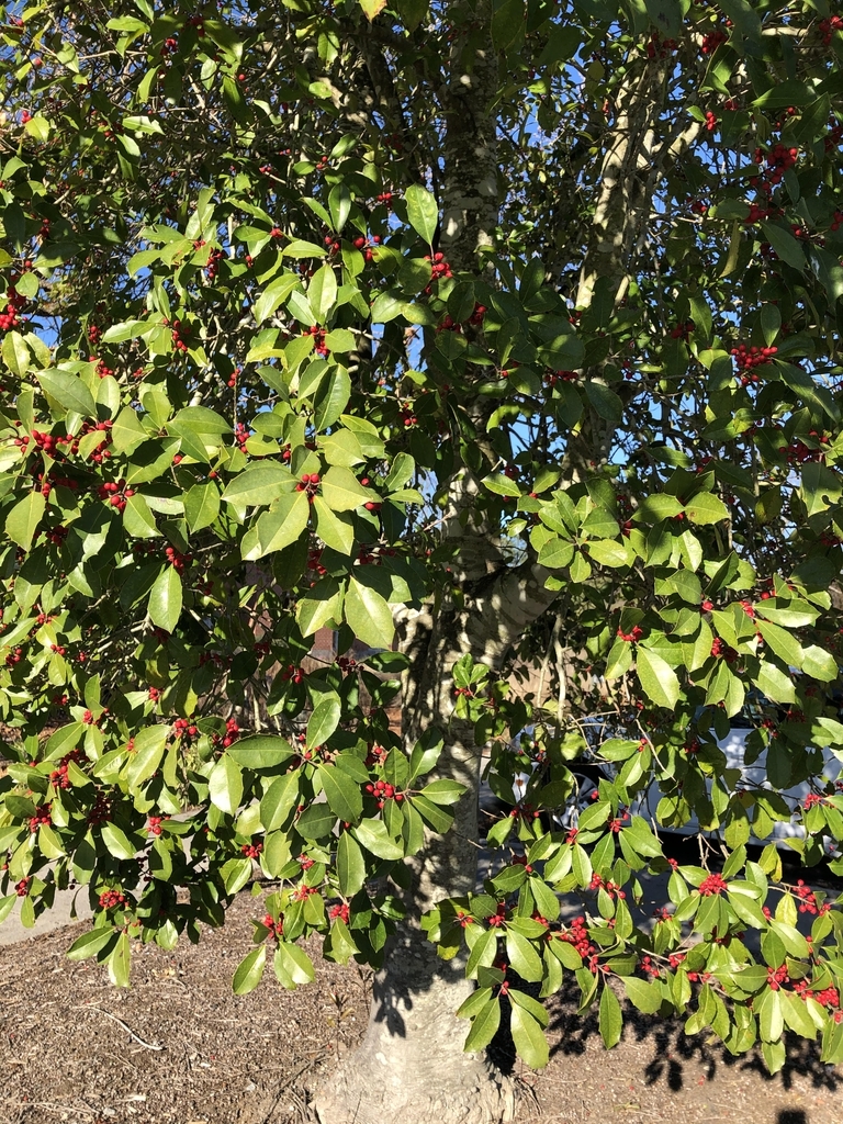 Tree with green leaves and red fruits.