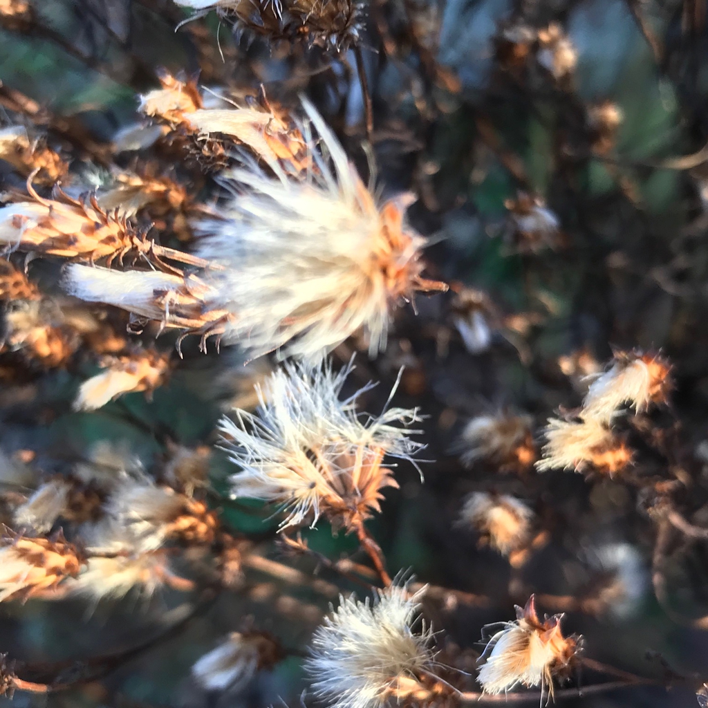 Winter seed head
