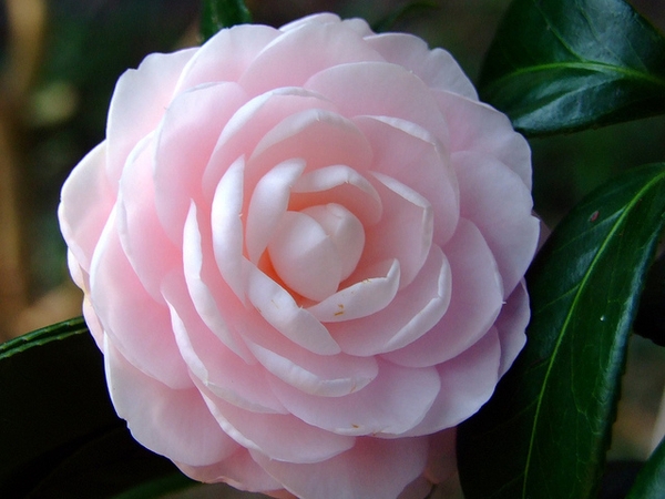 Camellia 'Winter's Rose'