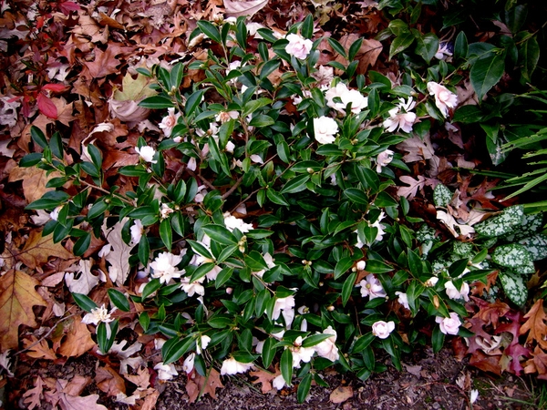 Camellia 'Winter's Rose'