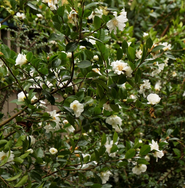 Camellia 'Winter's Snowman'