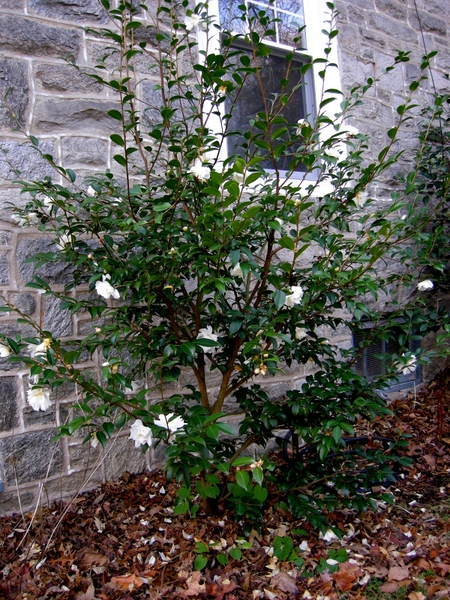 Camellia 'Winter's Snowman'